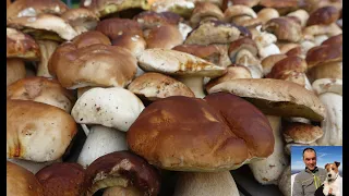 # 6 unreleased video in the series The wonderful porcini mushrooms of the park of the hundred lakes