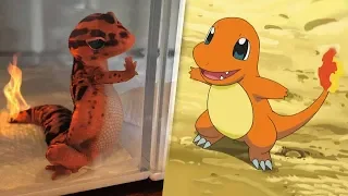 15 Pokemon Characters Caught In Real Life!