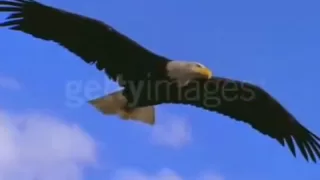 A águia em seu voo para vitória