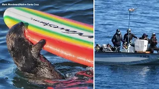 Surfboard-biting sea otter in Santa Cruz avoids capture. Biologist explains behavior, next plan