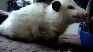 Possum eating some watermelon