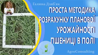 Проста методика розрахунку планової урожайності пшениці в полі