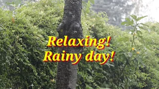 Relaxing, and high mental frequency time; rainy day!