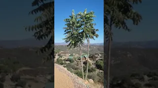 Cutting down the tree of heaven Ailanthus altissima