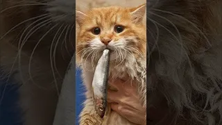 Funny animals 2023😆 - Funniest Cats and Dogs Video🐕🐈283 #shorts