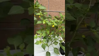 Tomatillos In Concrete