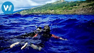 Azoren erleben - Auf Delfin- und Walbeobachtungen mitten im Atlantik (Planet HD)
