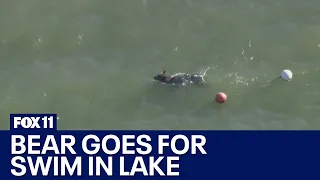 Bear on the loose in Castaic goes for swim in lake