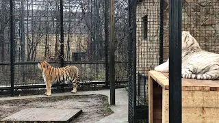 Раджа на своем любимом месте! Тайган The white tiger!