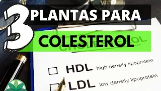 3 PLANTAS para o controle do COLESTEROL!