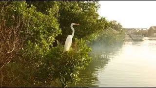 Black River Jamaica