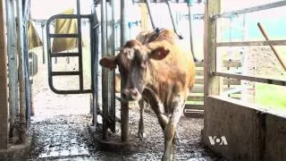 The Future of Dairy Farming: Robot Milkers