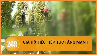 Giá hồ tiêu khu vực phía Nam, Tây Nguyên tăng tới 106.000 đồng/kg | Toàn cảnh 24h