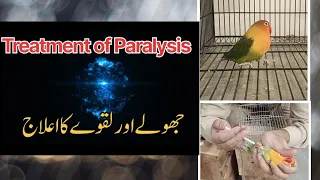 Treatment of Paralysis in Lovebirds||Laqwa aur Jholy Ka ilaj kese krein|| #laqwa #jhola in Parrots