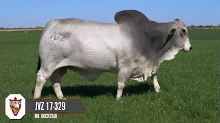 Introducing to you Mr. Rockstar one of the most superior Brahman Bulls