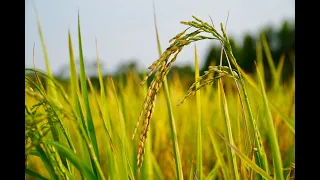 The afternoon  I skipped work to go and see the rice fields in late October