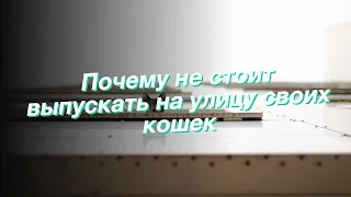 Почему не стоит выпускать на улицу своих кошек