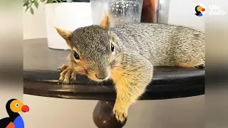 Woman Rescues Baby Squirrel — Then Becomes A Complete Squirrel Mom | The Dodo