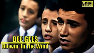 ♫ Bee Gees ♥ Blowin' In The Wind (1963), 4K, 60fps colorized