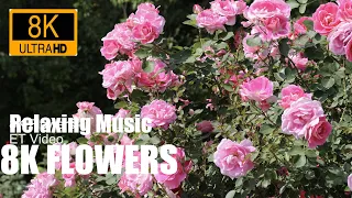 8K / 8K ULTRA HD / 8K TV – The Most Beautiful Flowers Collection | Flower Blooming Time Lapse