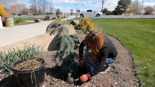 Maintaining the Flower Beds & Planting Up New Pots at Our Church! 🌿✂️🥰 // Garden Answer