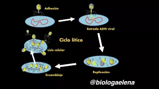 Ciclo lítico - Replicación viral - Virus