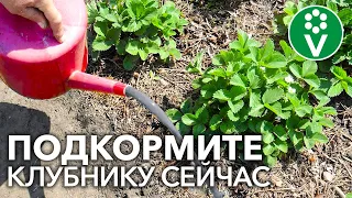 🍓ХОТИТЕ МНОГО КРУПНОЙ И СЛАДКОЙ КЛУБНИКИ? Подкормите ЭТИМ удобрением во время цветения