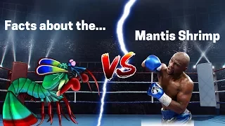 10 amazing facts about the Mantis Shrimp