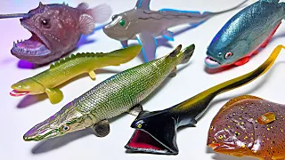 Weirdest Sea Animals! Alligator Gar, Gulper Eel, Angler Fish, Rat Fish, Flat Fish, Nile Birchir