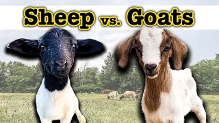 I RAISED GOATS FOR A YEAR (and THIS surprised me) 🤯  Homesteading Farming Sheep Goat Comparison