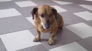 Siberian Hachiko Masha , Dog allowed permanent residence