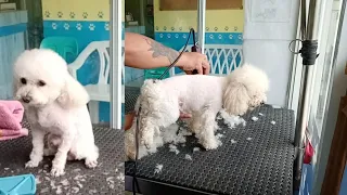 Toy Poodle Grooming From Matted Transformation | Groomer Style