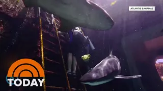 Shark tank adventure in the spotlight after 10-year-old is bitten