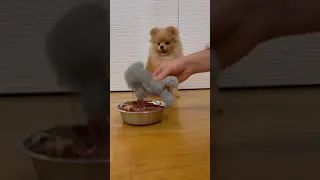 Cute and Funny pomeranian puppies | part 46 | #shorts