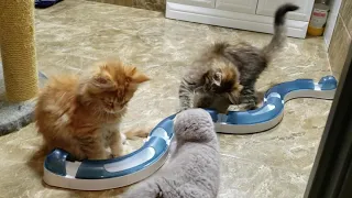 КРУТАЯ ИГРУШКА ДЛЯ КОТОВ МЕЙН КУН И СКОТТИШ ФОЛД 😻 КОТЯТА ИГРАЮТ CATS MAIN COON and SCOTTISH FOLD