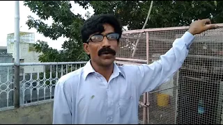 Bachy Ko Uski Pasand Ka Jora Gift Kiya || Nasir Pigeons Club