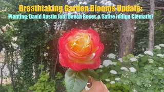 Breathtaking Garden Blooms Update Planting David Austin Judi Dench Roses & Safire Indigo Clematis!