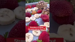 Baby Tortoise Family Picnic 😍🐢🧺 #shorts #tortoise