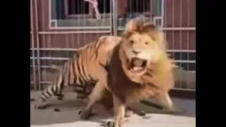 TIGER vs LION . TIGER vs TIGER : Battle Of The Big Cats