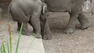 Elefantungen Mun tager et stort skridt