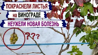 🍇 КРАСНЫЕ ЛИСТЬЯ на ВИНОГРАДЕ. Присмотрелся и все стало ЯСНО и ПОНЯТНО. Неужели очередная БОЛЯЧКА?