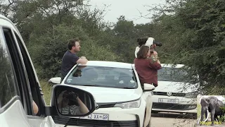 Very Sad - Tourist Out Of Cars At Lion Sighting In Kruger National Park