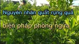 quất cảnh rụng trái non nguyên nhân và cách khắc phục, quất để hoa tháng sáu chăm sóc quất