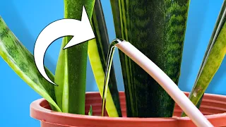 Stop Killing Your Snake Plant