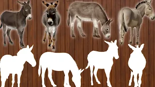 CUTE ANIMALS Donkey Puzzle Video (Choose The Right Donkey Puzzle)#donkey #puzzle