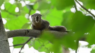 Visit to a Mangrove (4): (Sounds of) Sungei Buloh Wetland Reserve