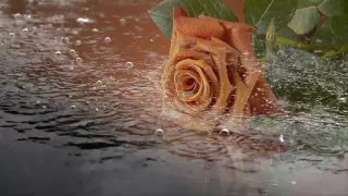 Футаж Роза под дождем HD