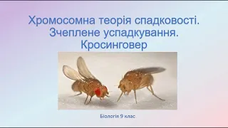 Біологія 9 клас. Явище зчепленного успадкування. Хромосомна теорія спадковості