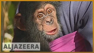 Tacugama Chimpanzee Sanctuary, in Sierra Leone, is under threat