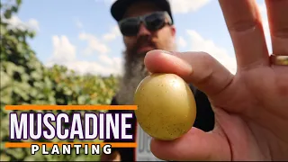 Planting more muscadines in 8a. - Black Beauty, Pam, & Late Fry Muscadines - EP 131   #muscadines